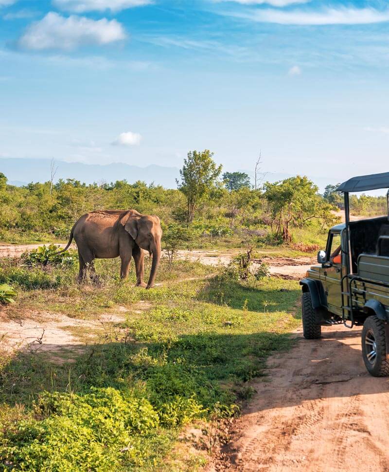 Udawalawe National Park Safari Day Tour
