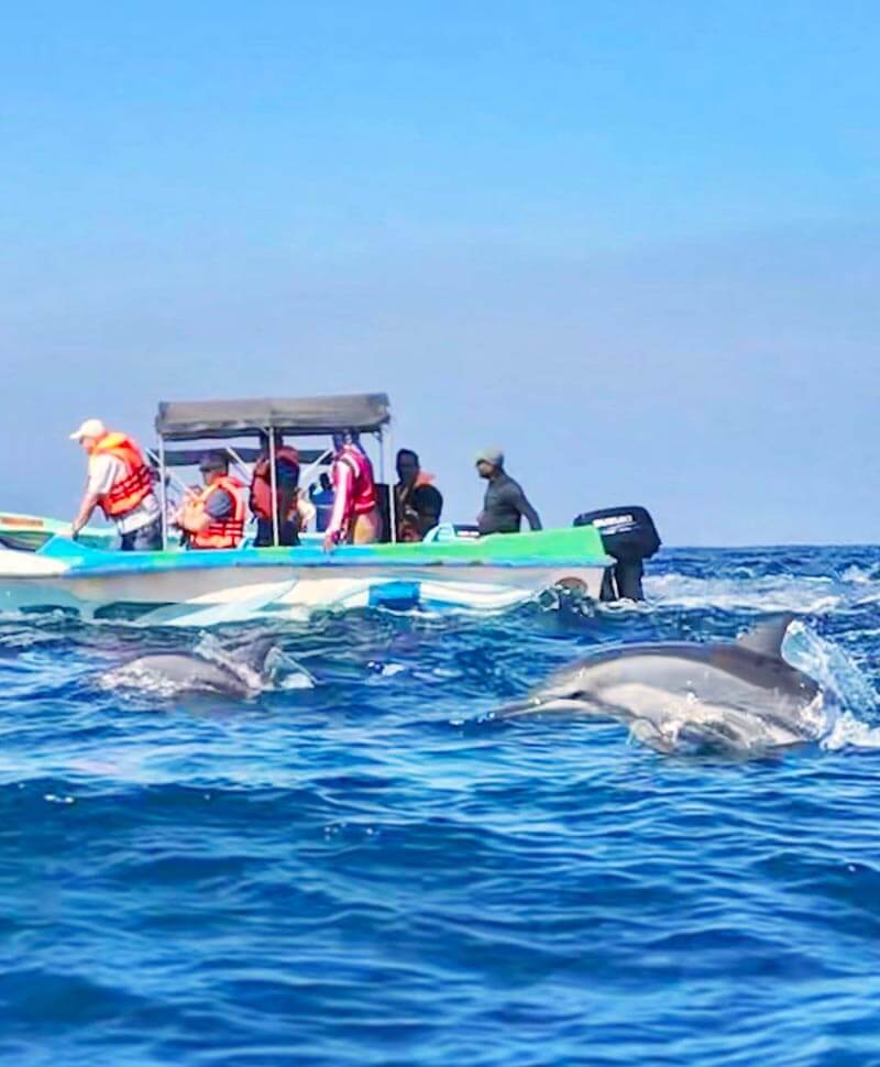 Whale & Dolphin Watching Tour to Kalpitiya